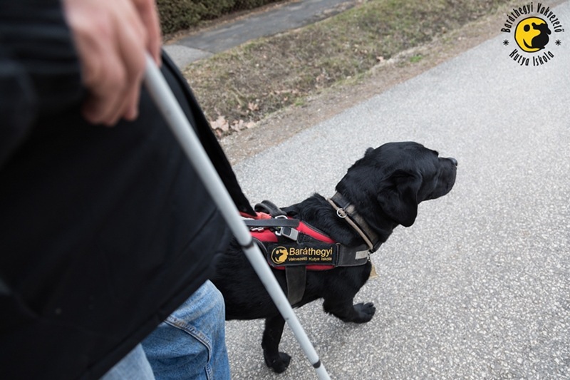 Felete labrador vezeti a gazdáját